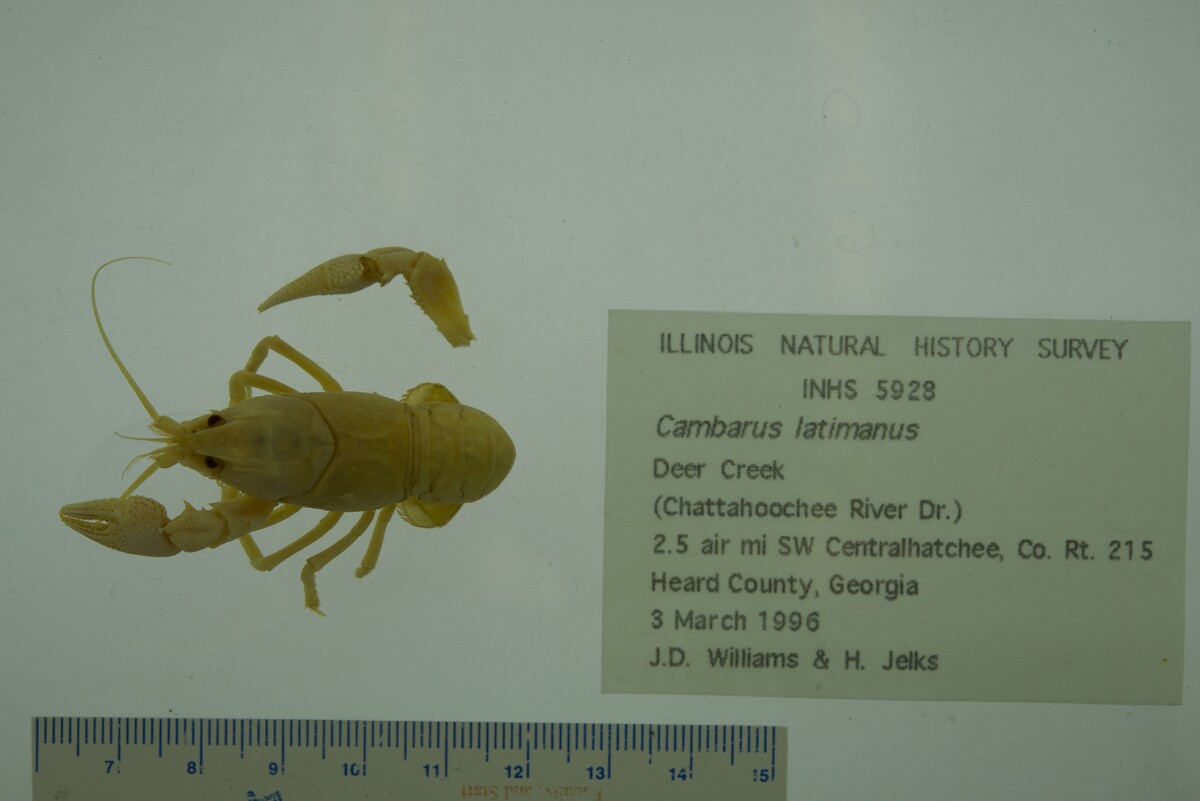 Cambarus latimanus image